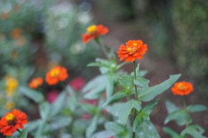 SONY DSC