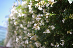 ジャスミンの花