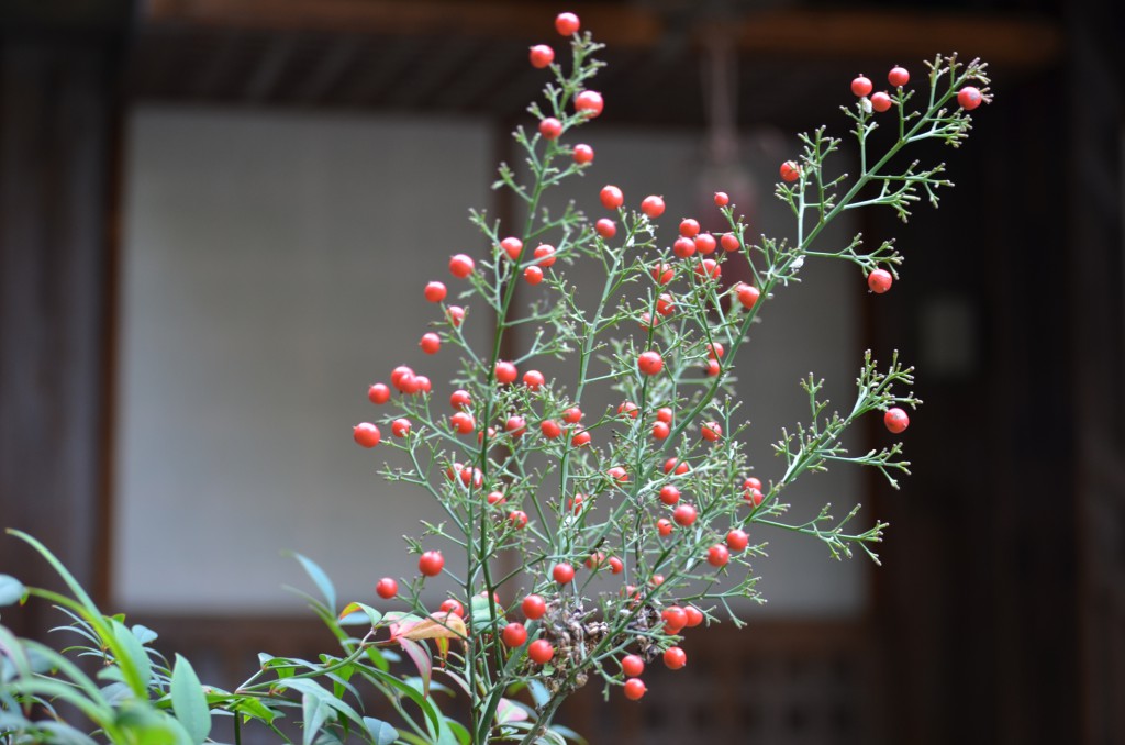 55mm f4 1/50 iso200 