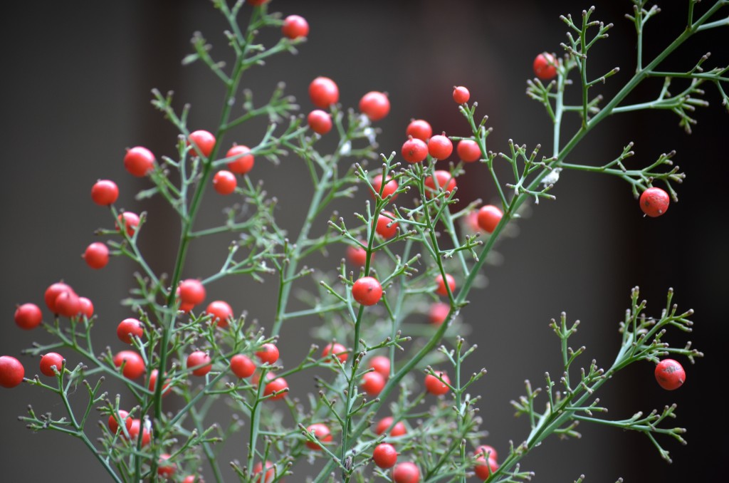 105mm f4.5 1/50 iso200 