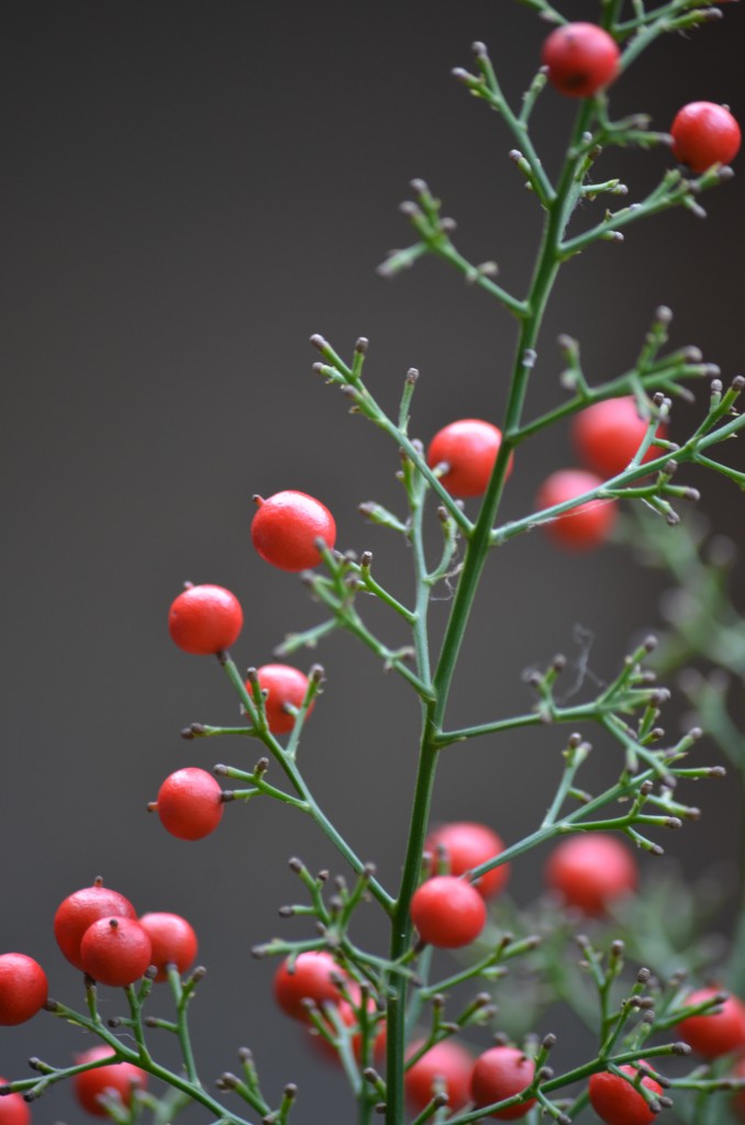 200mm f5.6 1/40 iso200 