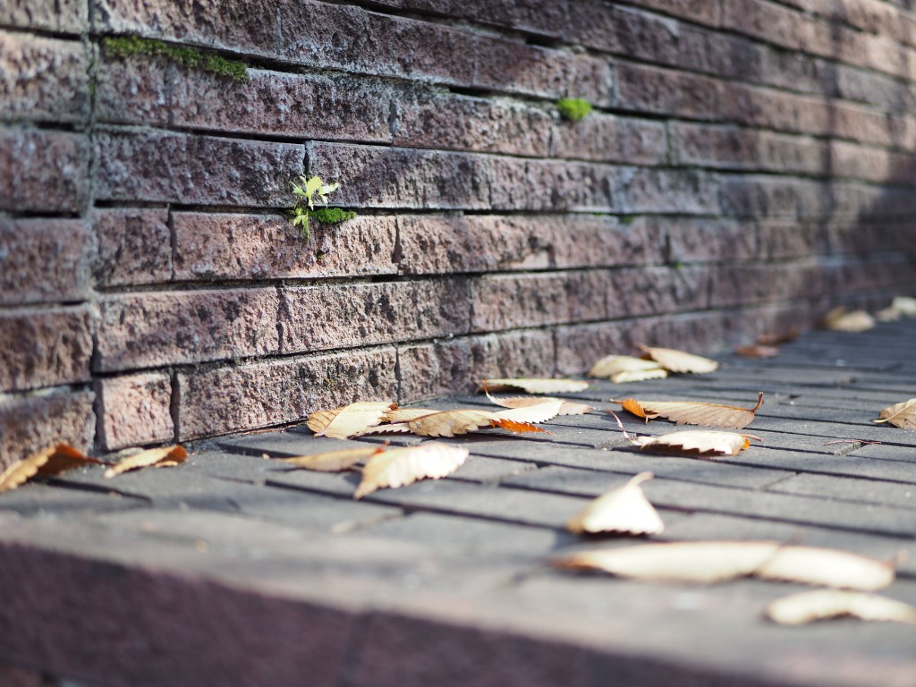 25ｍｍ　F2　1/320　ISO 200