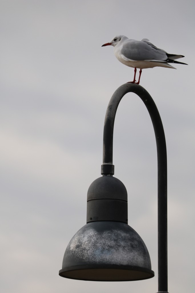 2500ｍｍ　F5.6　1/1000　ISO  100