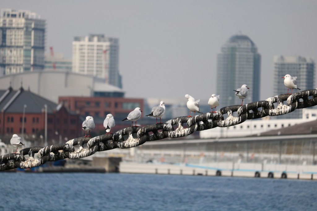 250ｍｍ　F5.6　1/640　ISO 100