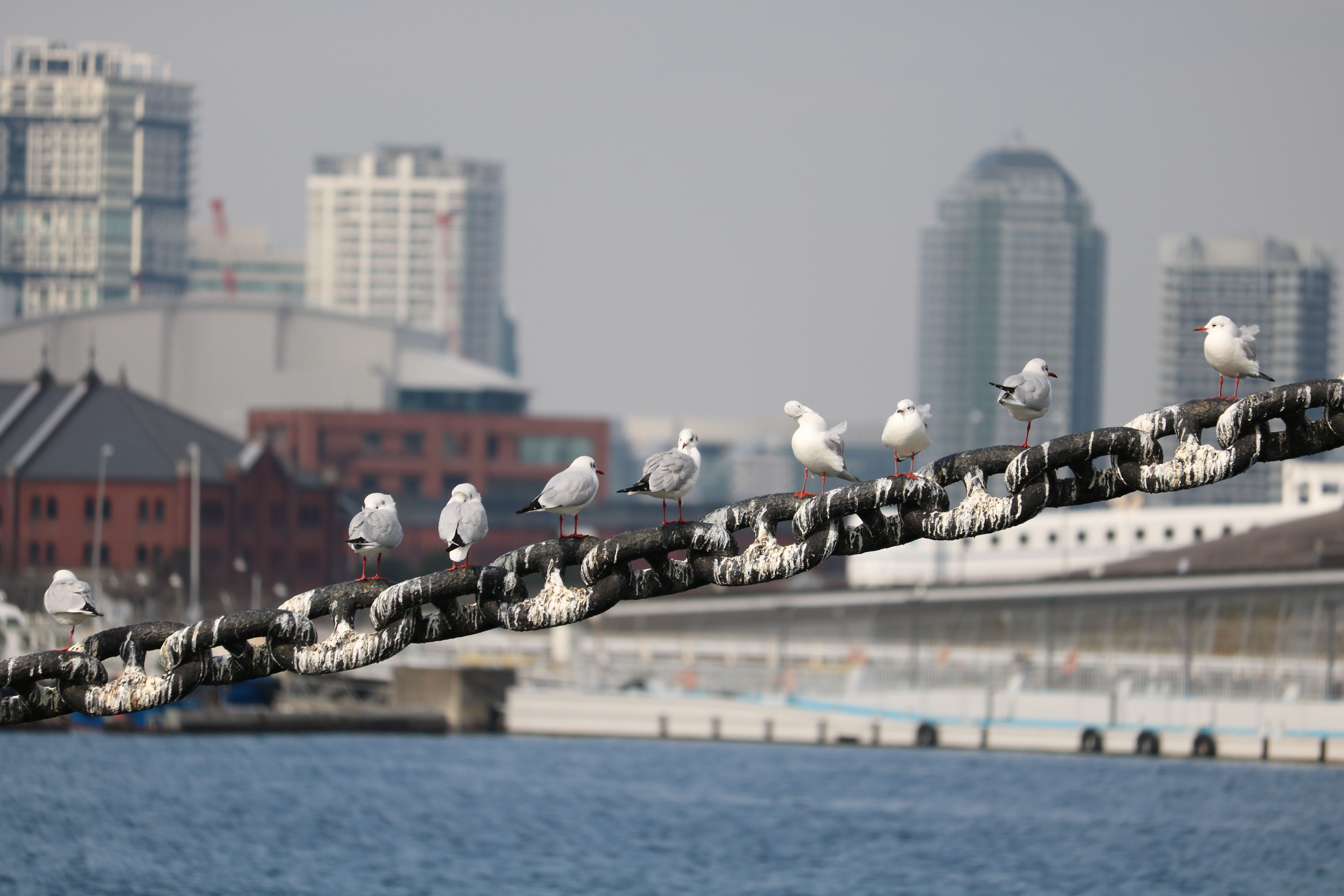 商品レビュー キヤノン EF-S55-250mm F4-5.6 IS STM