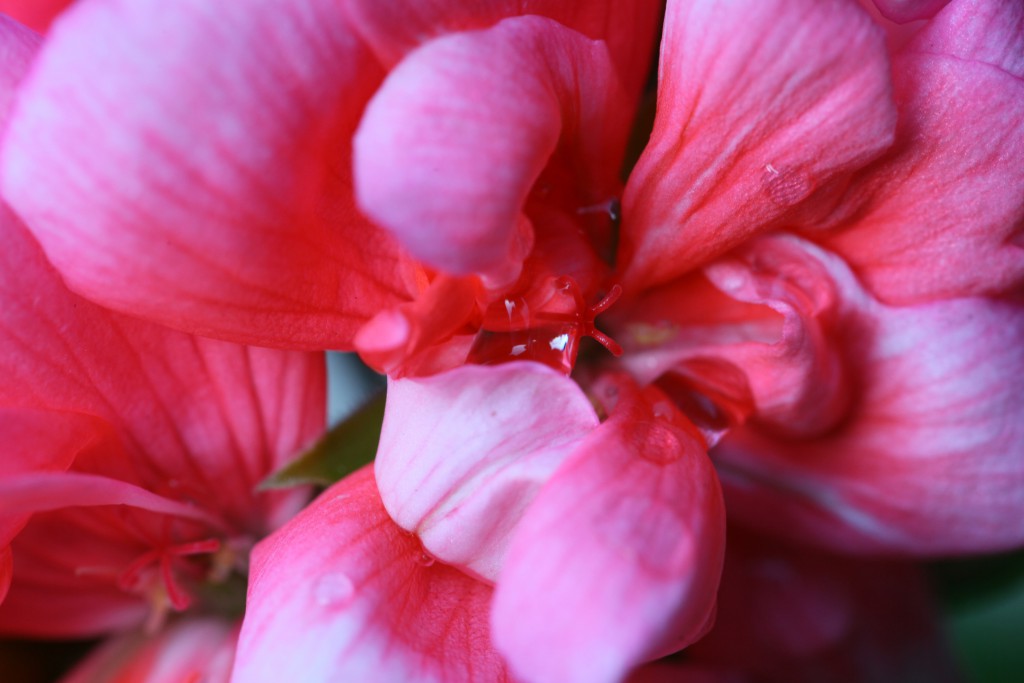 100ｍｍ　Ｆ６．３　１／５０　ＩＳＯ ４００ 　＋０．７ステップ