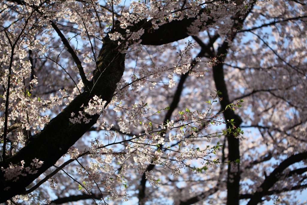 100ｍｍ　Ｆ２．８　１／１２５０　ＩＳＯ ２００　＋０．７ステップ
