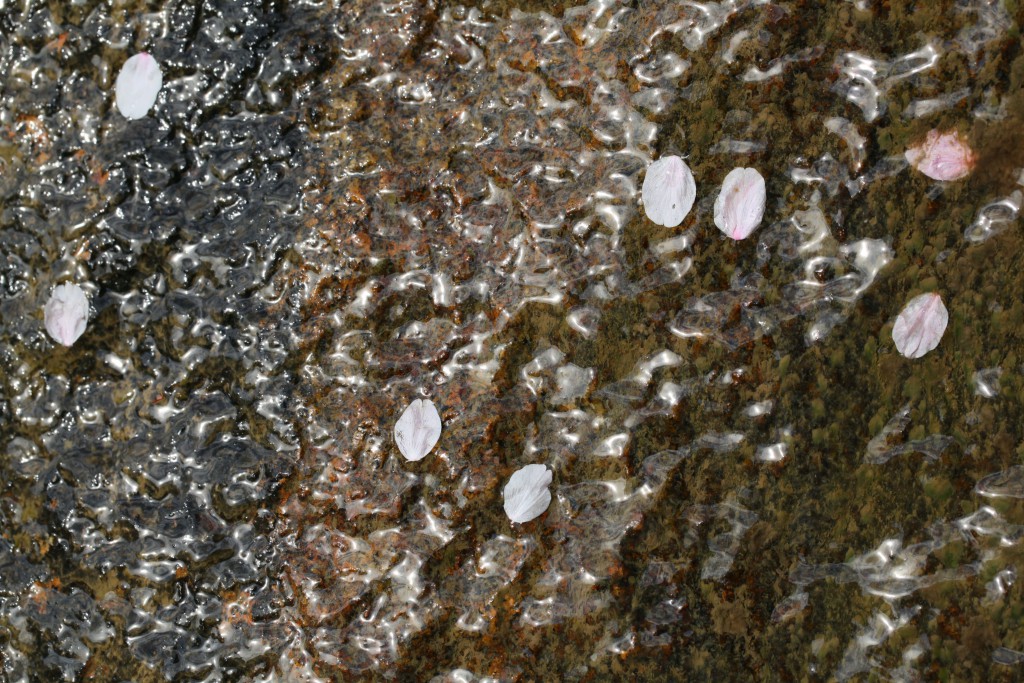 100ｍｍ　Ｆ８．０　１／２００　ＩＳＯ ２００