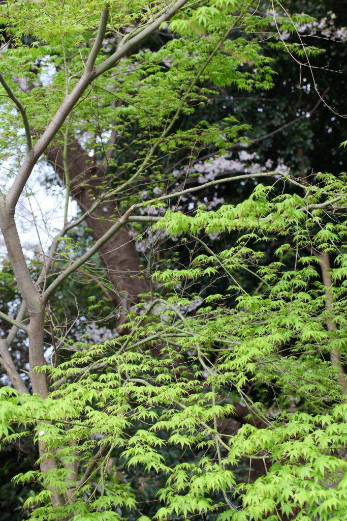 100ｍｍ　Ｆ８．０　１／４０　ＩＳＯ ２００　＋０．７ステップ