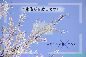 ピントずれてる2