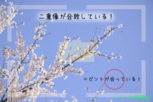 ピント合ってる2