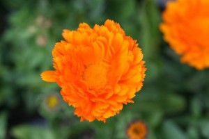 IMG_0090