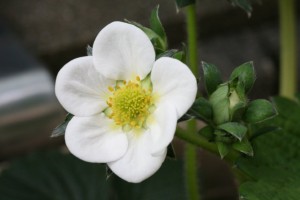 IMG_0098