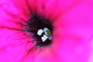 IMG_1993