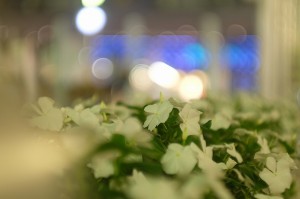 X-T1 ｽﾞﾏﾘｯﾄ①