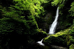 野鹿の滝③