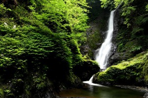 野鹿の滝⑤