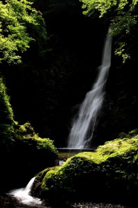 野鹿の滝①