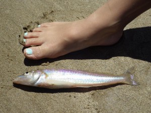 WG-4　ししくい釣り③