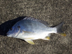 WG-4　ししくい釣り②