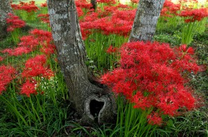 桂浜園地　彼岸花①