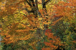 氷ノ山　紅葉③
