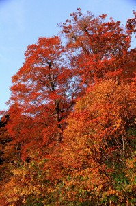 氷ノ山　紅葉①