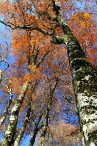氷ノ山　紅葉⑦