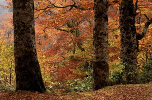 氷ノ山　額縁ブナ