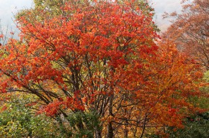 氷ノ山　紅葉⑥