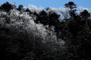 麦草峠①