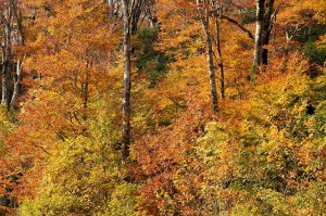 氷ノ山　紅葉④