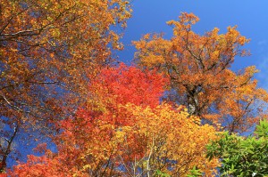 氷ノ山　紅葉②