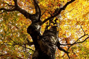 氷ノ山　紅葉⑤