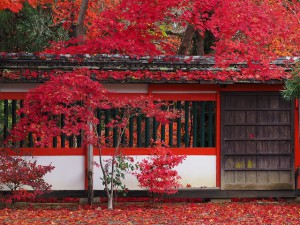 M40-150鍬山神社①