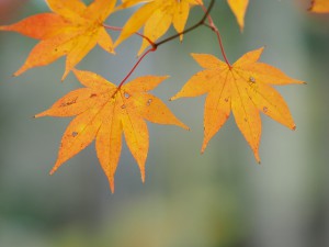 M40-150ボケF2.8②