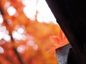 M40-150ボケF4.5