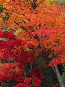 M40-150龍穏寺②F8