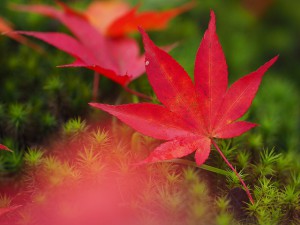 M40-150前ボケF2.8