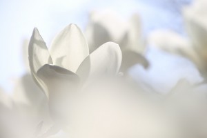 ﾀﾑﾛﾝ16-300　花　前ボケ　Ｆ6.3