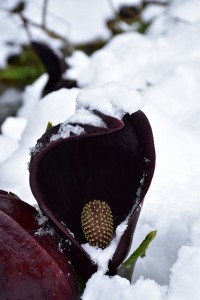D5500　ザゼンソウ
