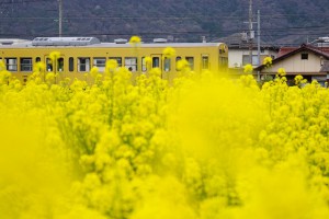 α77Ⅱ　近江鉄道①