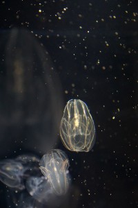 α77Ⅱ　ISO3200クラゲ