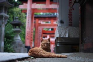 伏見　猫