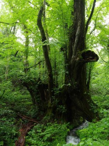 和池の大カツラ③