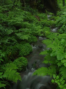 和池の大カツラ④