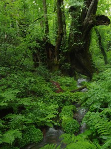 和池の大カツラ②