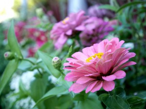 花1