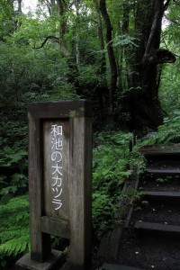 和池の大カツラ①