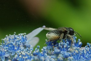 花粉